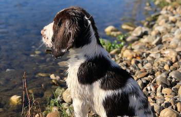 Can Còdol de Fluvià - Casita - Foto 33