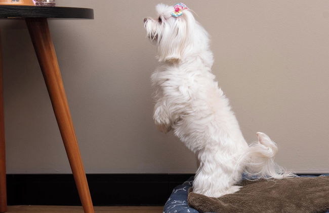 I am Design Hotel Campinas by Hotelaria Brasil - Foto 17