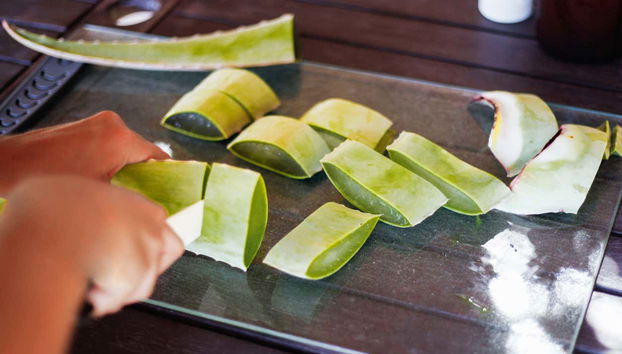 Aloe Vera Farm Tour - Foto 4