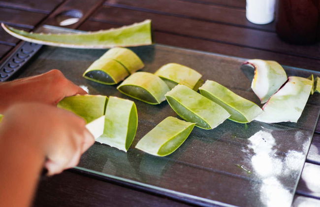 Aloe Vera Farm Tour - Foto 4
