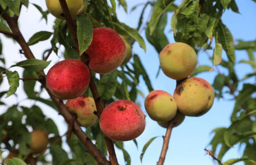 GITE MONTGOLFIÈRE 6 PERSONNES - Foto 64