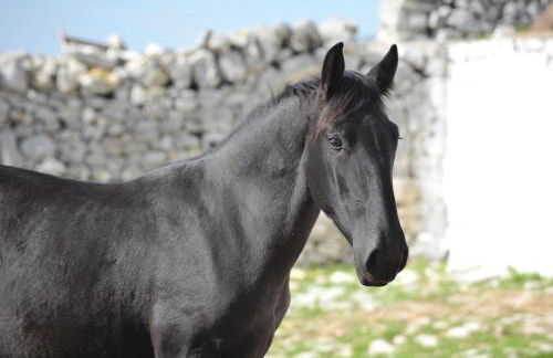 Masseria Tagliente - Foto 15