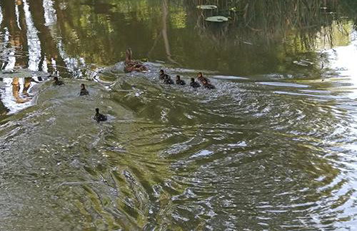 Noclegi nad stawami wypożyczalnia kajaków i rowerów - Foto 31