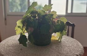 La casa de San Lázaro - Foto 20