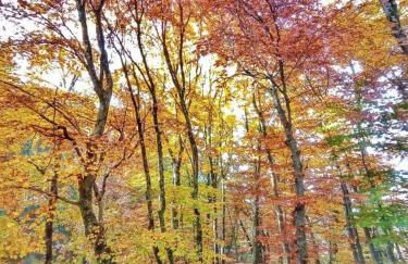 Casa nella Natura Il Risveglio degli Elfi - Foto 20