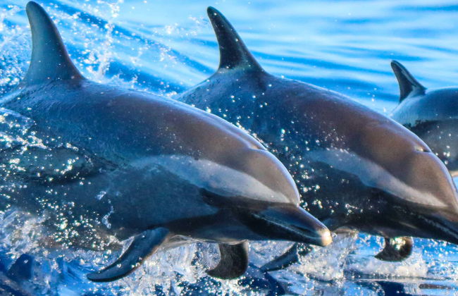 Snorkel y avistamiento de delfines en Lanai - Foto 6