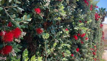 Blu Vacanze Apartments - Foto 3, Garden