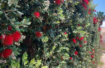 Blu Vacanze Apartments - Foto 3