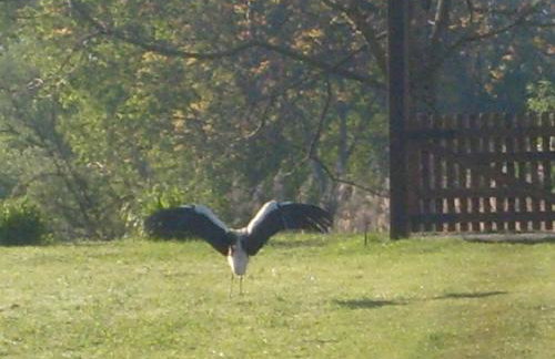 Holiday Home Bojko - Foto 32