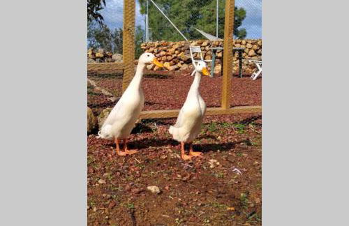 LA TAGORA Conect with the nature & relax - Foto 43