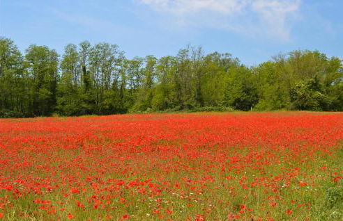 8 Bedroom Awesome Home In Arezzo - Foto 40