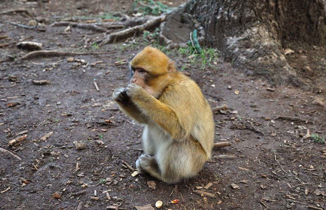 Excursion privée à Séfrou, Bhalil, Ifrane et Azrou - Photo 4