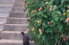 Apartmani Kunjasic - Foto 49