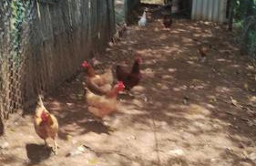 Sítio Bela Vista - Photo 35