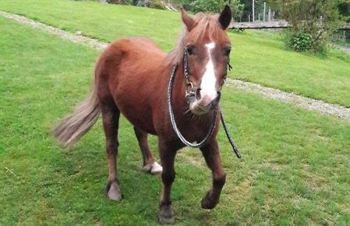 Hoferpeterhof - Foto 12