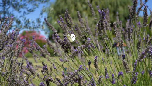 Gite Les Lavandes - Photo 4