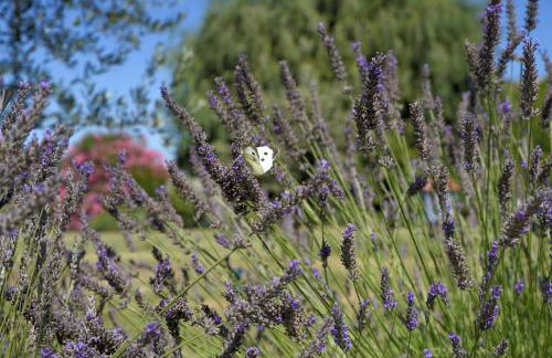 Gite Les Lavandes - Photo 4