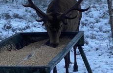 Thistle Do Fort William - Foto 23