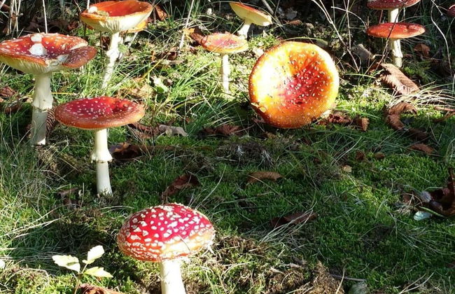 Holiday Apartment Mozartmansarde - Foto 17