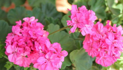 Apartamentos Miramar - Foto 5