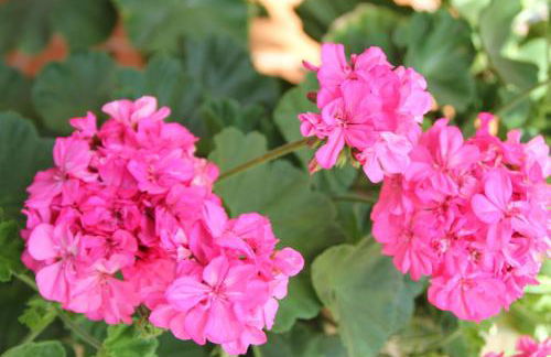 Apartamentos Miramar - Foto 5