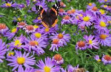 Dom Gościnny Zarembianka - Foto 34