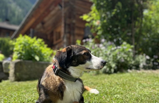 Chaletdorf Eggerfeld - Foto 30