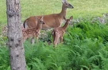Serenity and Fun all in one in this Cozy Pocono Cabin - Foto 45