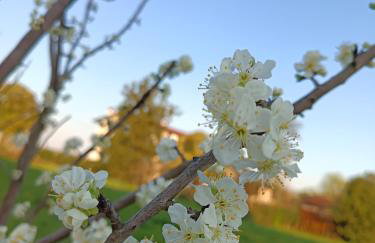 Cal Vecia Agriturismo - Foto 6