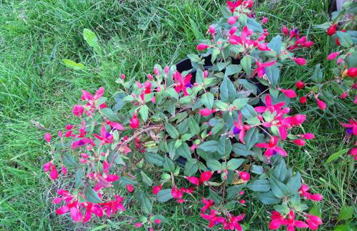 Studio apartman CENTAR - Foto 42