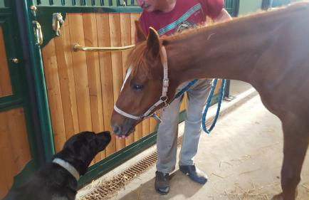 Allevamento B&B - Foto 69