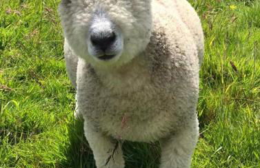 Oak View at Moss Bank Farm - Foto 27