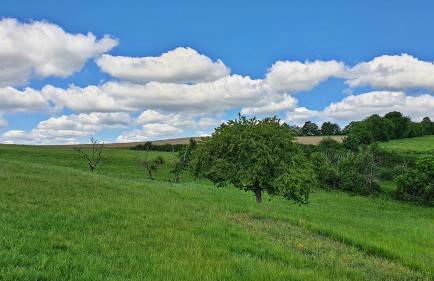 Roosartige Ferien - Ferienwohnung im Hanswieschen - Oberwesel Bacharach - Foto 23