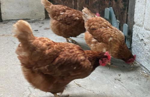 Cottage Farmhouse - Photo 17