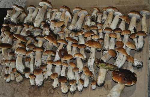 Agroturystyka Leśna Chata - Foto 26