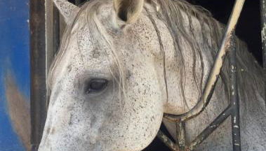 Casa Palmeria , Quinta da Saudade - Foto 3