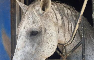 Casa Palmeria , Quinta da Saudade - Foto 3