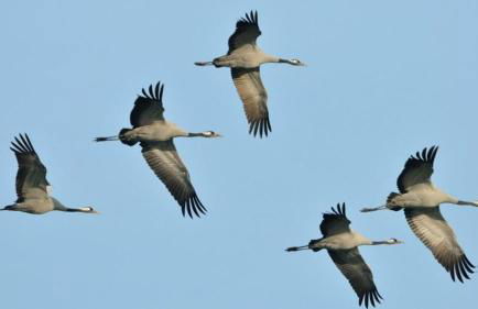 Séjour bucolique au lac du der - Foto 22