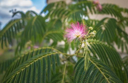Le Flamboyant - Confort & Rareté - Premium - Photo 47