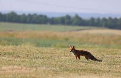 Bienenwagen Weitblick, Kamin, Sauna ganzjährig nutzbar - Foto 25