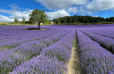 À mont nos hôtes - Foto 34