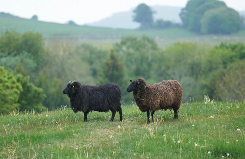 Canny Brow Barn - Foto 30