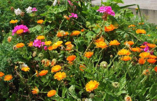 Tradicampo Eco Country Houses - Photo 39