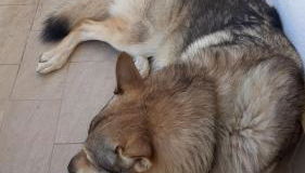 La tana del lupo Pet Free - Foto 4