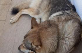 La tana del lupo Pet Free - Foto 4