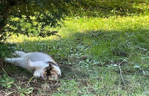 2 Ferienhäuser im Doppelpack für Naturliebhaber, strandnah, ruhig, mit großen Gärten - Foto 66