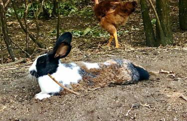 Casa da Quinta da Prelada Simão - Foto 57