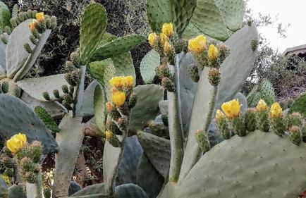 Residence Limoneto Ischia - Foto 29