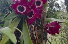 Rancho Esperança, pouso e comida a lenha - Foto 25