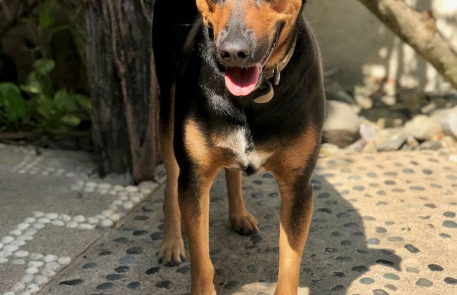 Villa Tortolas 5 Min Walk To La Ropa Beach - Foto 34